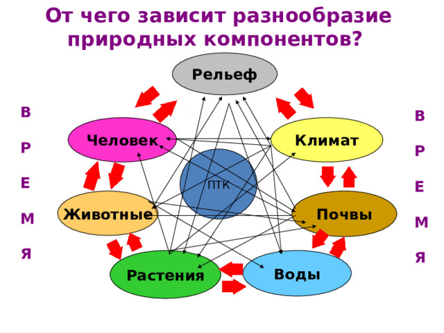 От чего зависит разнообразие природных компонентов?   Рельеф В  Р  Е  М  Я В  Р  Е  М  Я Климат Человек ПТК Почвы Животные Воды Растения 