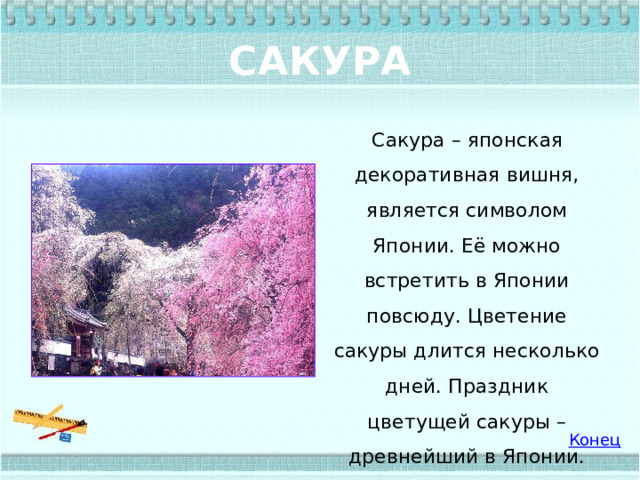 САКУРА Сакура – японская декоративная вишня, является символом Японии. Её можно встретить в Японии повсюду. Цветение сакуры длится несколько дней. Праздник цветущей сакуры – древнейший в Японии. 