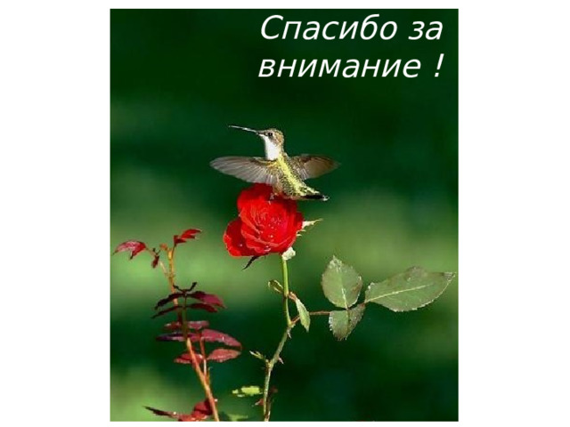 Спасибо за внимание ! 