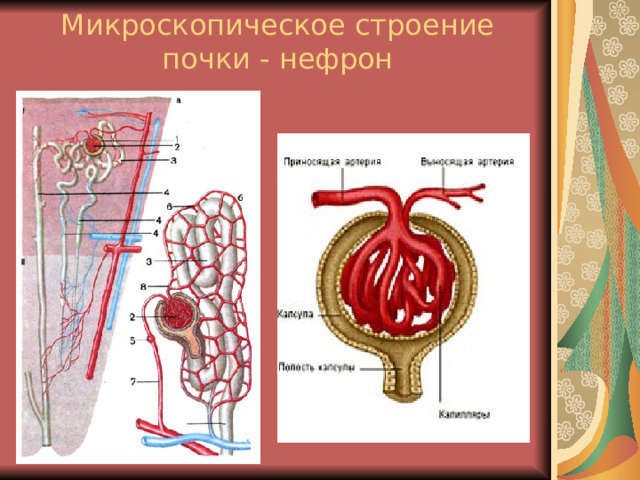 Микроскопическое строение почки - нефрон 