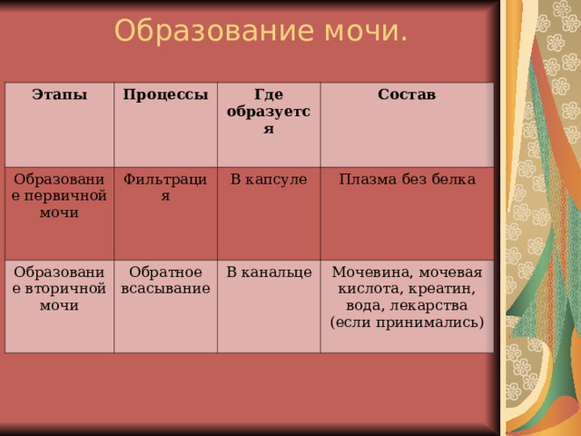Образование мочи.   Этапы Процессы Образование первичной мочи Где образуется Фильтрация Образование вторичной мочи Состав В капсуле Обратное всасывание Плазма без белка В канальце Мочевина, мочевая кислота, креатин, вода, лекарства (если принимались) 