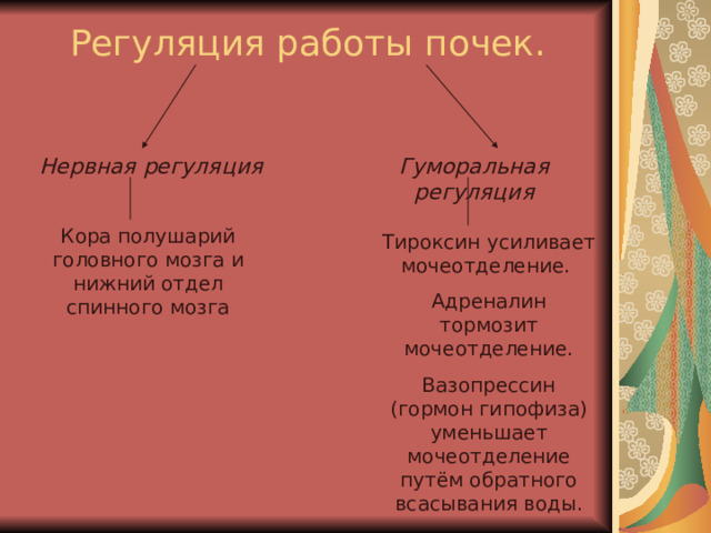 Регуляция работы почек.   Нервная регуляция Гуморальная регуляция Кора полушарий головного мозга и нижний отдел спинного мозга Тироксин усиливает мочеотделение. Адреналин тормозит мочеотделение. Вазопрессин (гормон гипофиза) уменьшает мочеотделение путём обратного всасывания воды. 