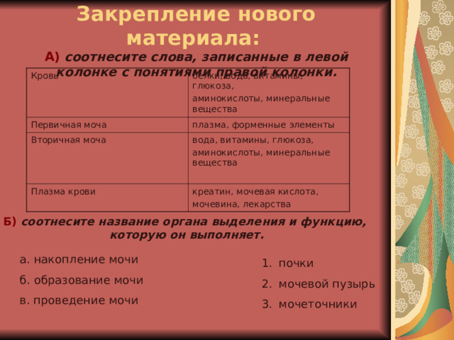 Закрепление нового материала:   А)  соотнесите слова, записанные в левой колонке с понятиями правой колонки. Кровь белки, вода, витамины, глюкоза, аминокислоты, минеральные вещества Первичная моча плазма, форменные элементы Вторичная моча вода, витамины, глюкоза, аминокислоты, минеральные вещества Плазма крови креатин, мочевая кислота, мочевина, лекарства Б)  соотнесите название органа выделения и функцию,  которую он выполняет. а. накопление мочи б. образование мочи в. проведение мочи почки мочевой пузырь мочеточники 