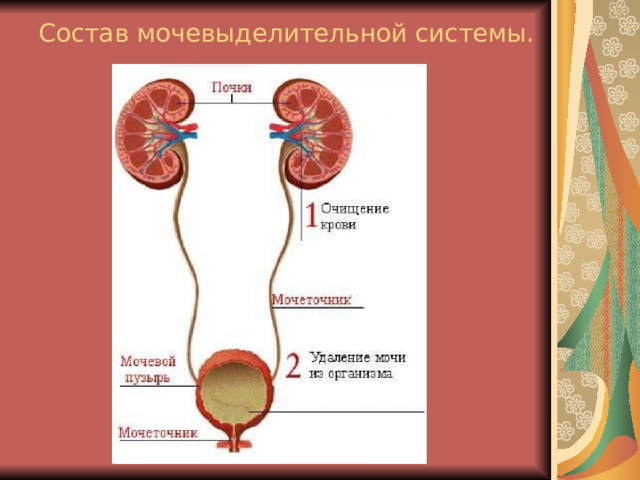 Состав мочевыделительной системы. 