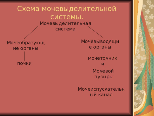 Схема мочевыделительной системы. Мочевыделительная система Мочевыводящие органы Мочеобразующие органы мочеточники почки Мочевой пузырь Мочеиспускательный канал 