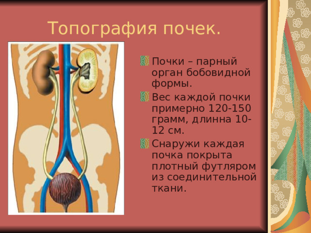 Почки – парный орган бобовидной формы. Вес каждой почки примерно 120-150 грамм, длинна 10-12 см. Снаружи каждая почка покрыта плотный футляром из соединительной ткани. 