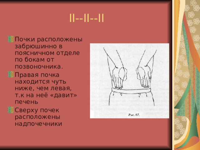 II--II--II Почки расположены забрюшинно в поясничном отделе по бокам от позвоночника. Правая почка находится чуть ниже, чем левая, т.к на неё «давит» печень Сверху почек расположены надпочечники  