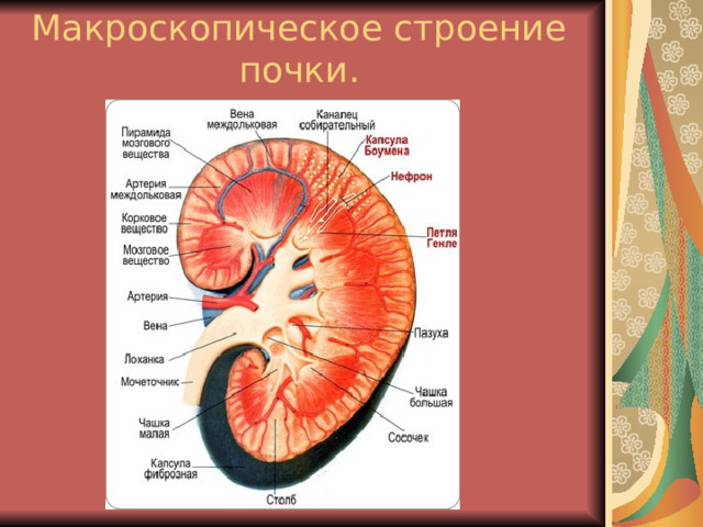 Макроскопическое строение почки. 