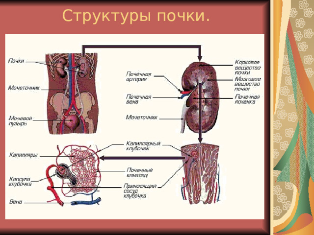 Структуры почки. 