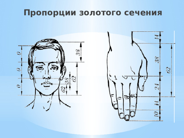Пропорции золотого сечения 