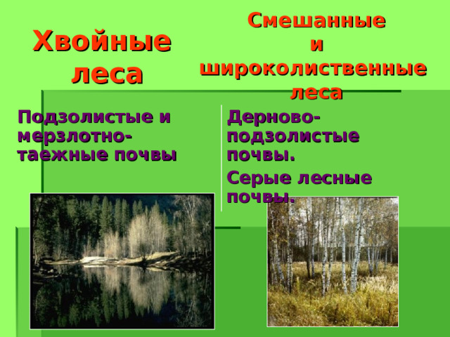 Смешанные и широколиственные леса Хвойные  леса Подзолистые и мерзлотно-таежные почвы Дерново-подзолистые почвы. Серые лесные почвы. 
