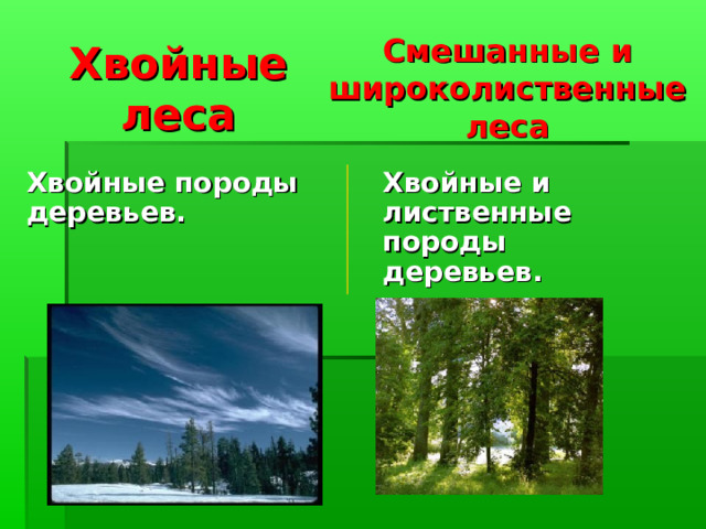 Хвойные леса Смешанные и широколиственные леса Хвойные породы деревьев. Хвойные и лиственные породы деревьев. 