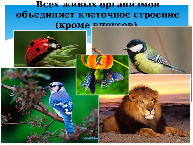Всех живых организмов объединяет клеточное строение (кроме вирусов). 