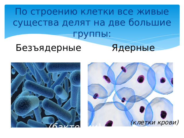 По строению клетки все живые существа делят на две большие группы: Ядерные Безъядерные (клетки крови) (бактерии) 