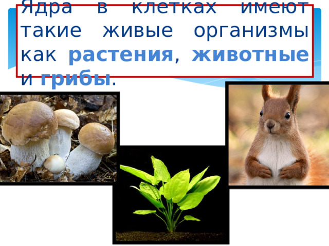 Ядра в клетках имеют такие живые организмы как растения , животные и грибы . 