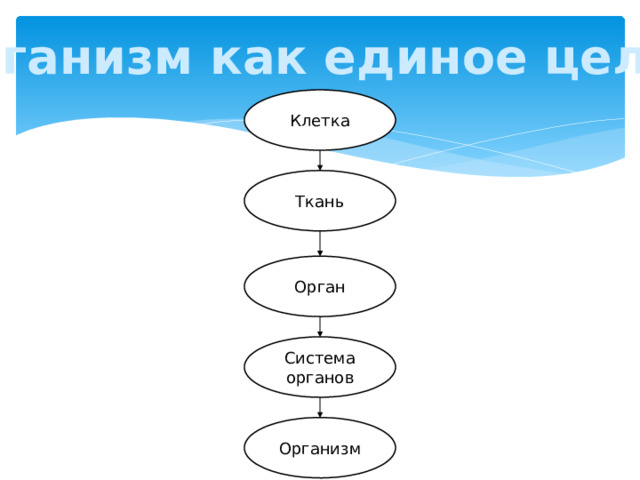 Организм как единое целое Клетка Ткань Орган Система органов Организм 