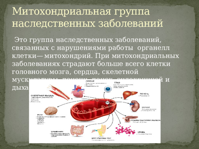Митохондриальная группа наследственных заболеваний  Это группа наследственных заболеваний, связанных с нарушениями работы органелл клетки— митохондрий. При митохондриальных заболеваниях страдают больше всего клетки головного мозга, сердца, скелетной мускулатуры, печени, почек, эндокринной и дыхательной систем 
