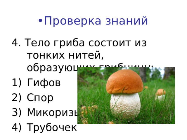 • Проверка знаний 4. Тело гриба состоит из тонких нитей, образующих грибницу: Гифов Спор Микоризы Трубочек    