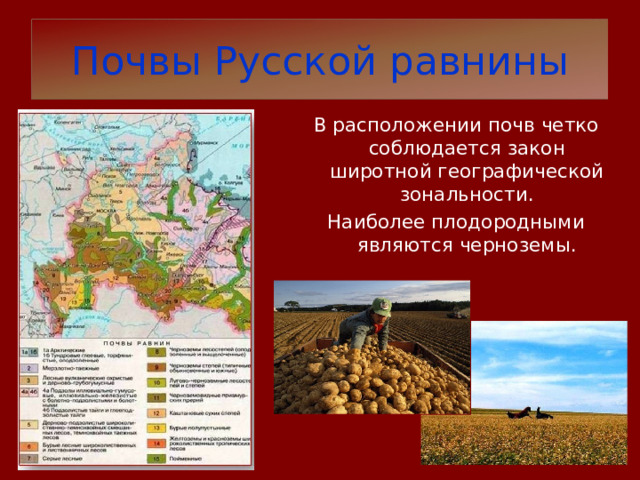 Почвы Русской равнины В расположении почв четко соблюдается закон широтной географической зональности. Наиболее плодородными являются черноземы. 