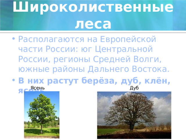 Широколиственные леса Располагаются на Европейской части России: юг Центральной России, регионы Средней Волги, южные районы Дальнего Востока. В них растут берёза, дуб, клён, ясень. Ясень Дуб 