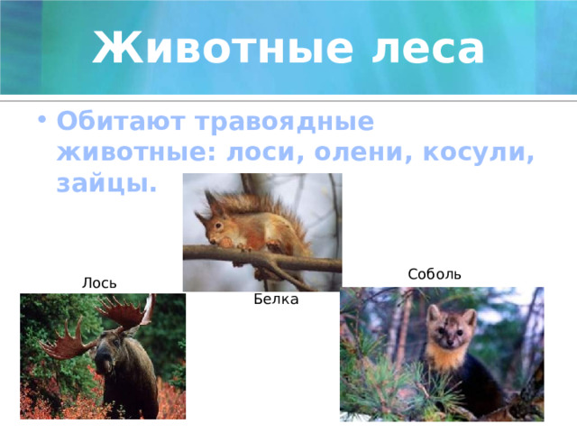 Животные леса Обитают травоядные животные: лоси, олени, косули, зайцы. Соболь Лось Белка 