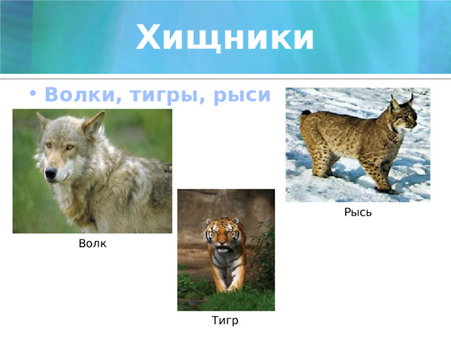 Хищники Волки, тигры, рыси Рысь Волк Тигр 