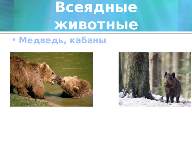 Всеядные животные Медведь, кабаны 
