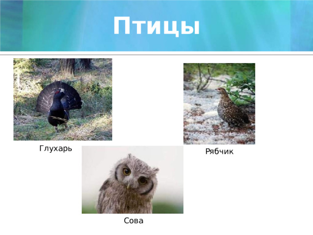 Птицы Глухарь Рябчик Сова 