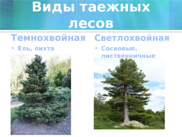 Виды таежных лесов Темнохвойная Светлохвойная Ель, пихта Сосновые, лиственничные 