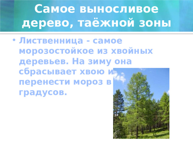 Самое выносливое дерево, таёжной зоны Лиственница - самое морозостойкое из хвойных деревьев. На зиму она сбрасывает хвою и может перенести мороз в - 60 градусов. 