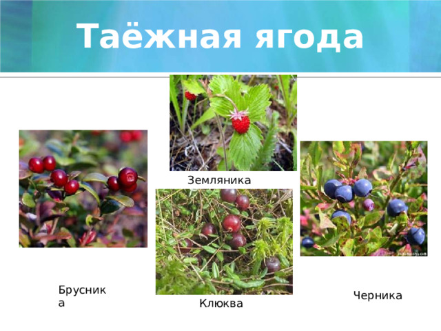Таёжная ягода Земляника Брусника Черника Клюква 