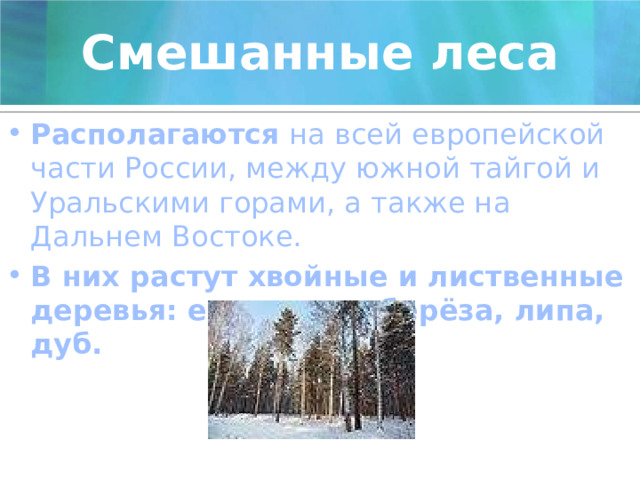 Смешанные леса Располагаются  на всей европейской части России, между южной тайгой и Уральскими горами, а также на Дальнем Востоке. В них растут хвойные и лиственные деревья: ель, сосна, берёза, липа, дуб. 