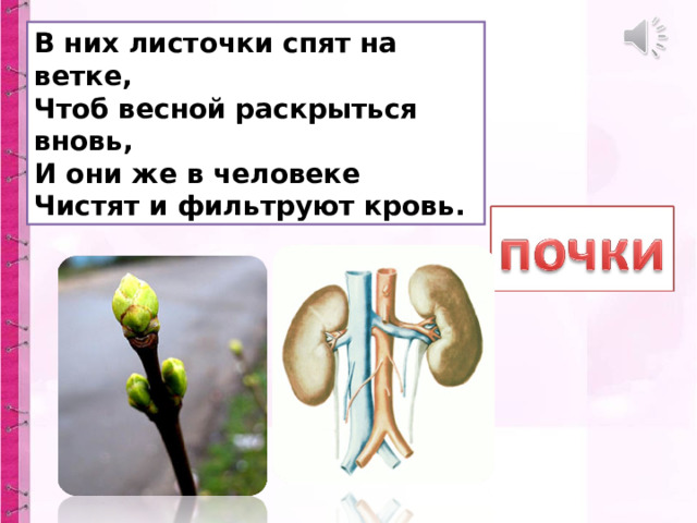 В них листочки спят на ветке,  Чтоб весной раскрыться вновь,  И они же в человеке  Чистят и фильтруют кровь. 