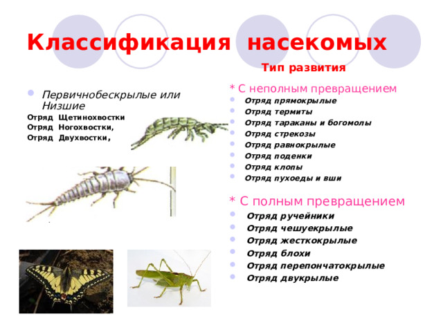 Классификация насекомых  Тип развития Первичнобескрылые или Низшие Отряд Щетинохвостки Отряд Ногохвостки, Отряд Двухвостки ,      Крылатые или Высшие * С неполным превращением Отряд прямокрылые Отряд термиты Отряд тараканы и богомолы Отряд стрекозы Отряд равнокрылые Отряд поденки Отряд клопы Отряд пухоеды и вши * С полным превращением Отряд ручейники Отряд чешуекрылые Отряд жесткокрылые Отряд блохи Отряд перепончатокрылые Отряд двукрылые   