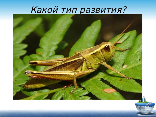 Какой тип развития?  