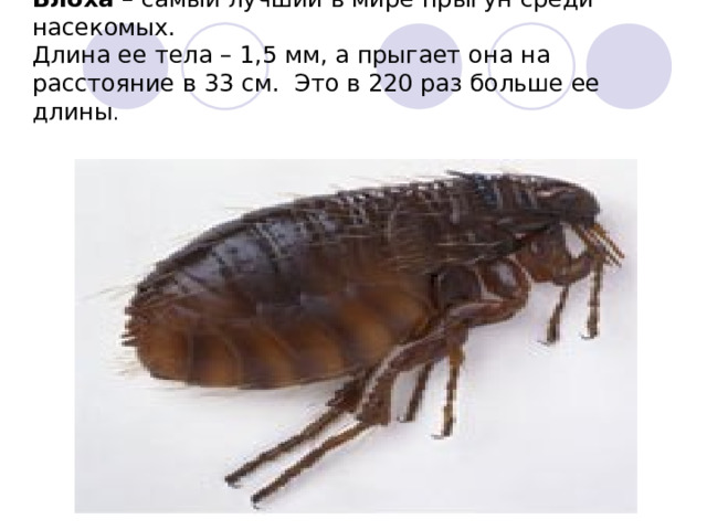 Блоха – самый лучший в мире прыгун среди насекомых.  Длина ее тела – 1,5 мм, а прыгает она на расстояние в 33 см. Это в 220 раз больше ее длины .   