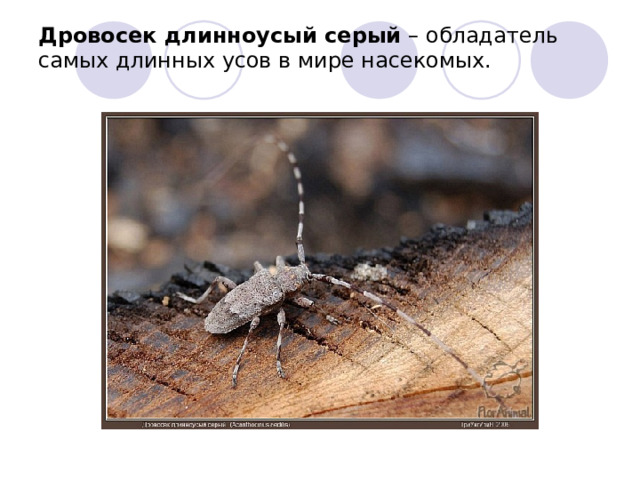 Дровосек длинноусый серый – обладатель самых длинных усов в мире насекомых.   
