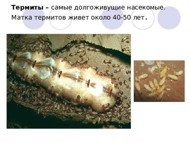 Термиты – самые долгоживущие насекомые.  Матка термитов живет около 40-50 лет .   