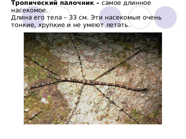 Тропический палочник – самое длинное насекомое.  Длина его тела – 33 см. Эти насекомые очень тонкие, хрупкие и не умеют летать.   
