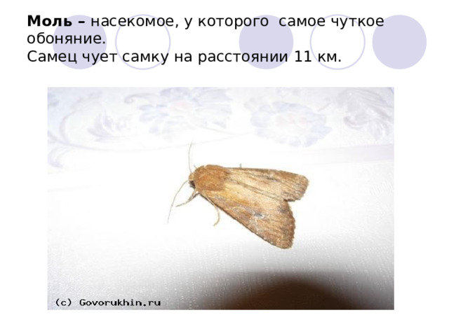  Моль – насекомое, у которого самое чуткое обоняние.  Самец чует самку на расстоянии 11 км.   