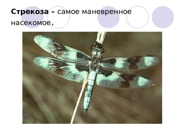 Стрекоза – самое маневренное насекомое . 