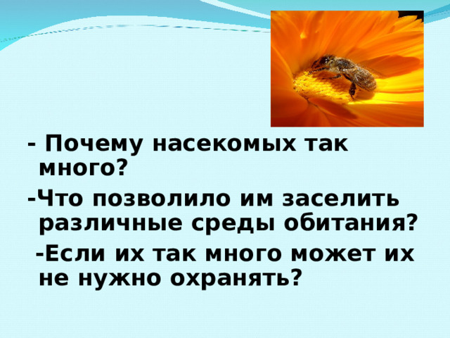  - Почему насекомых так много? -Что позволило им заселить различные среды обитания?  -Если их так много может их не нужно охранять?  
