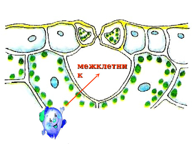 межклетник 