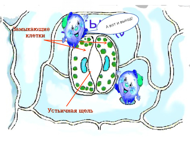 А вот и выход! Замыкающие клетки Устьичная щель 