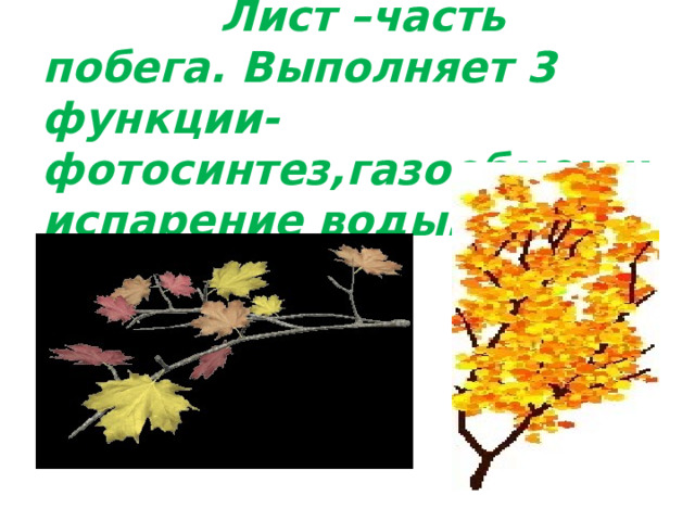  Лист –часть побега. Выполняет 3 функции-фотосинтез,газообмен и испарение воды. 