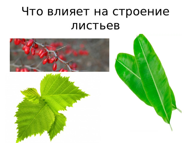 Что влияет на строение листьев 