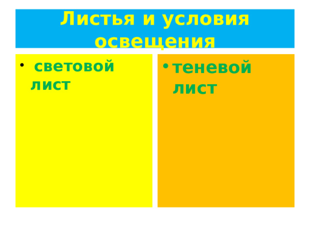 Листья и условия освещения  световой лист теневой лист 