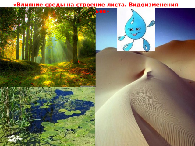 «Влияние среды на строение листа. Видоизменения листьев» 
