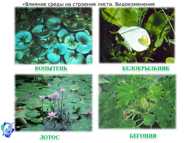 «Влияние среды на строение листа. Видоизменения листьев» 