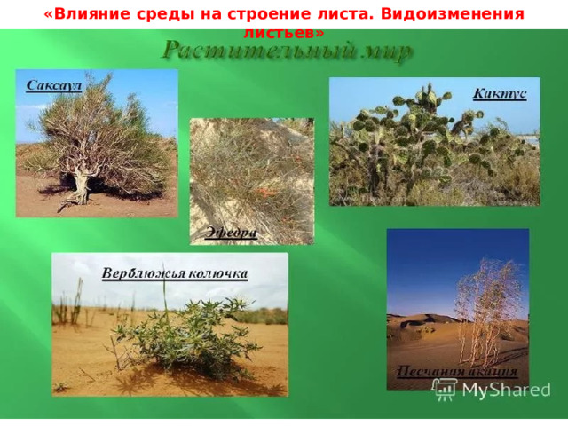 «Влияние среды на строение листа. Видоизменения листьев» 